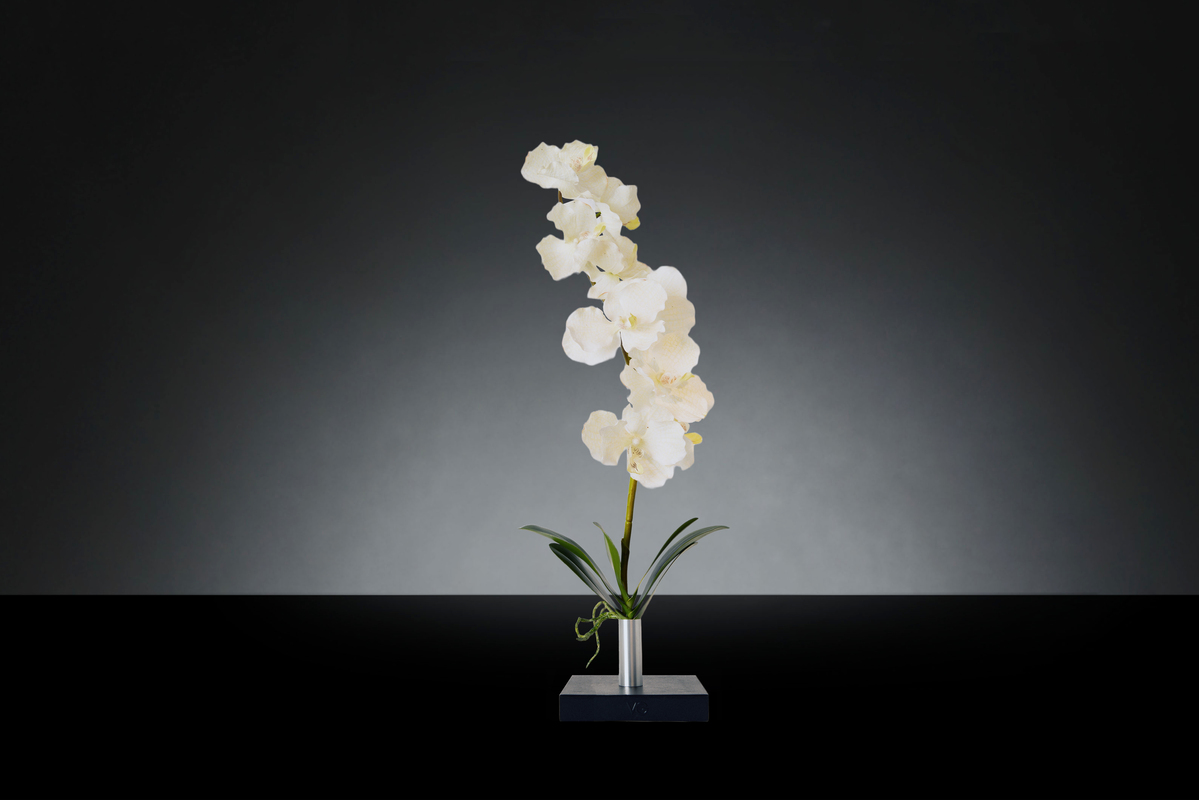 1700219158-1142908.96 VANDA ORCHID_2LOW